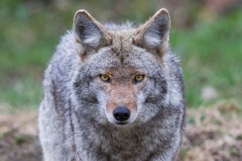 Don't Run Away From A Coyote 
