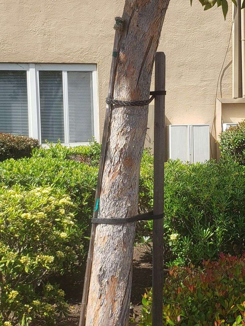 Don’t Rush To Remove Every Tree