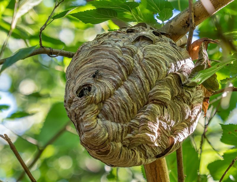 Don't Seal An Active Nest Entrance Don't Seal An Active Nest Entrance