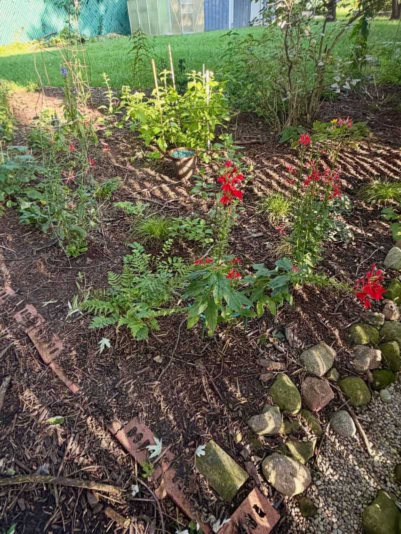 Don't Smother The Crown With Mulch Or Leaves