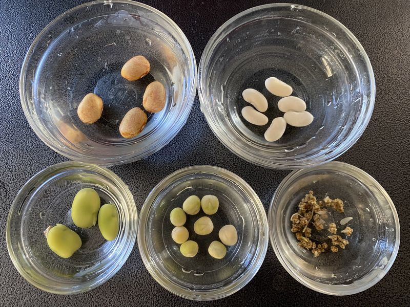 Don't Soak Seeds Too Long