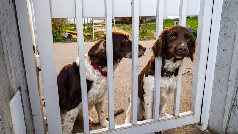 Don't Trust A Fence To Babysit Your Pets Don't Trust A Fence To Babysit Your Pets