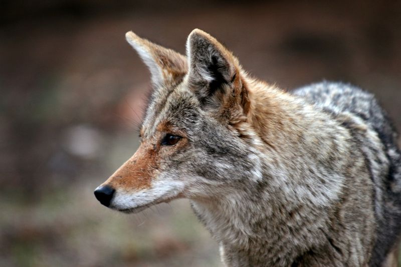 Don't Try Trapping Or Harming A Coyote Yourself 