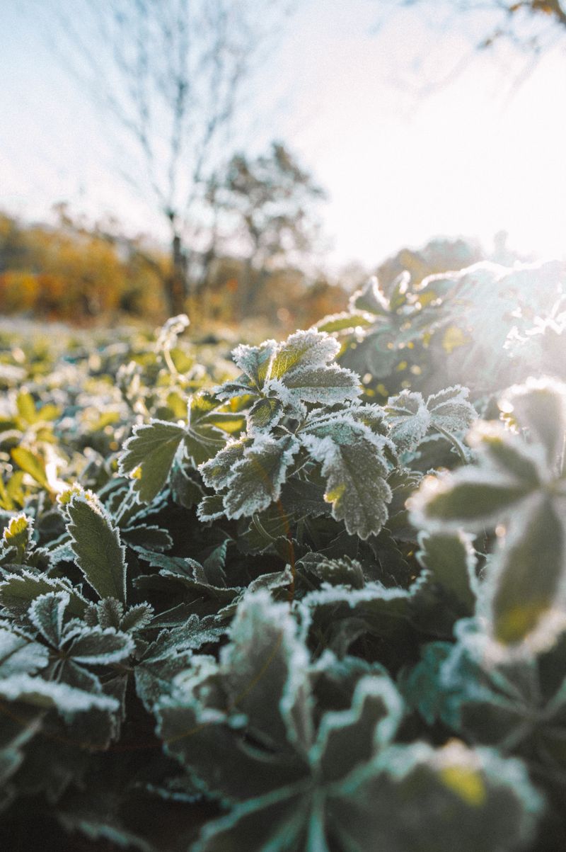 Don’t Uncover Until The Frost Melts