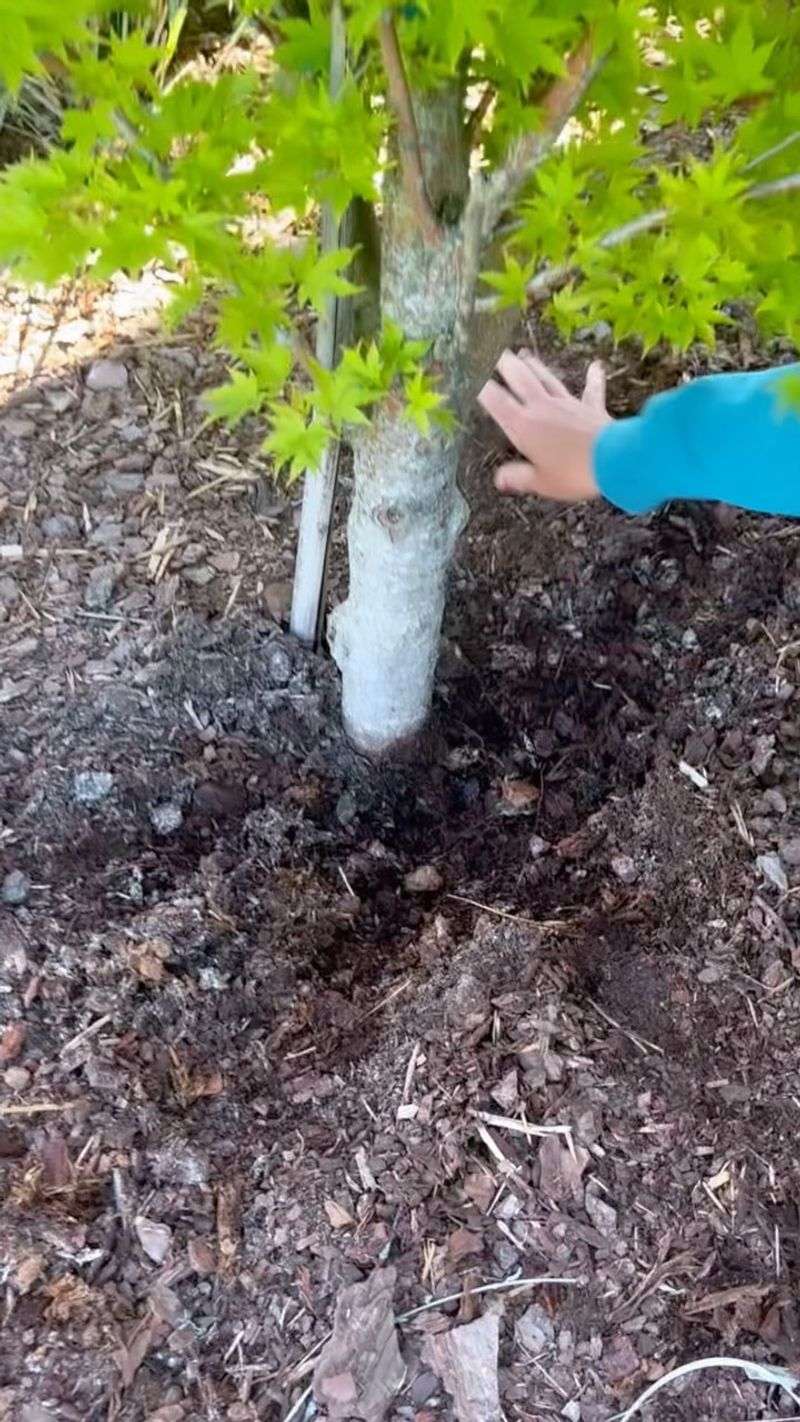 Don't Use Diseased Plant Debris As Mulch Don't Use Diseased Plant Debris As Mulch