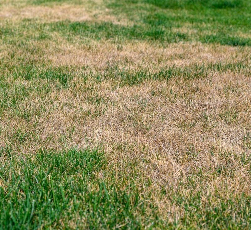 Dormant Fescue Needs Time To Wake Back Up