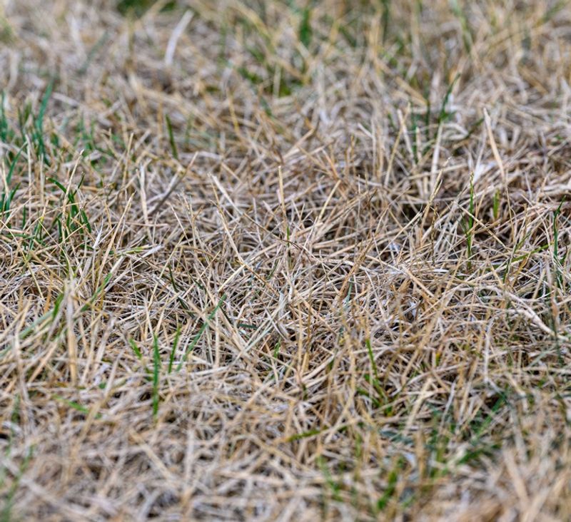Dormant Grass Means It's Time To Park The Mower Dormant Grass Means It's Time To Park The Mower