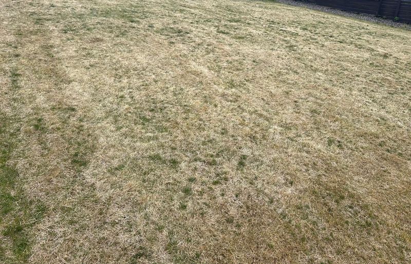 Dormant Lawns Use Far Less Water Dormant Lawns Use Far Less Water