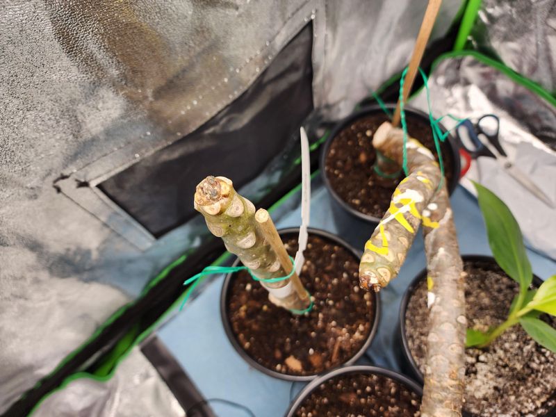Dormant Plants Heal Slowly