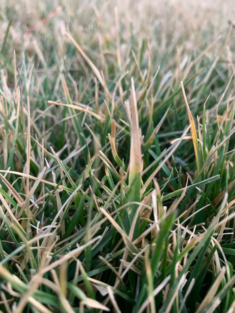 Dormant Seeding Is The Backup After Mid-October Dormant Seeding Is The Backup After Mid-October