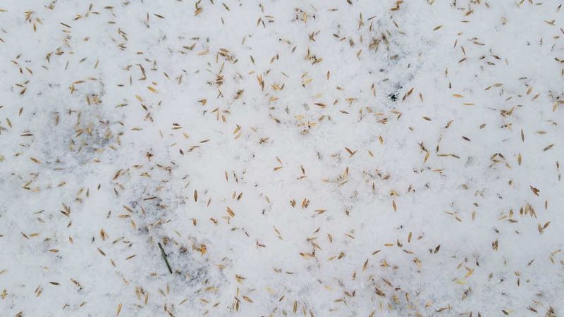 Dormant Seeding Is The Exception Thanks To Freeze And Thaw