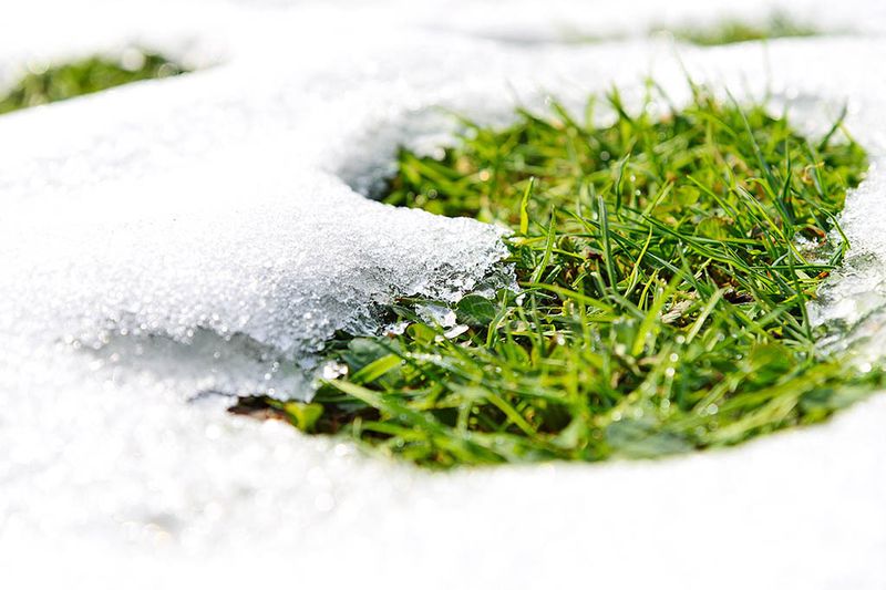 Dormant Seeding Works Wonders In Winters