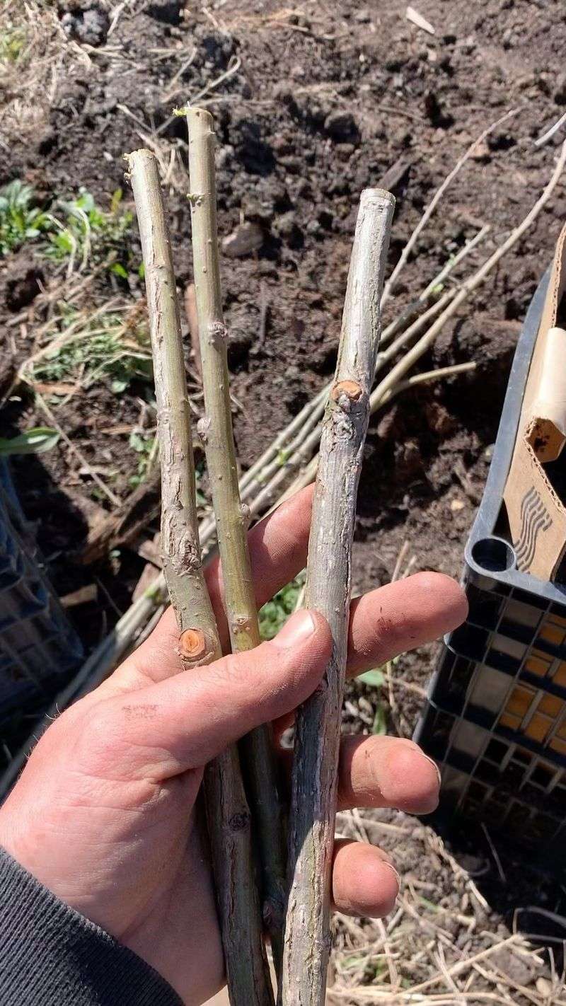 Dormant Stems Are Packed With Stored Energy