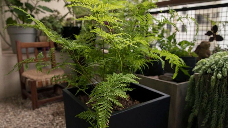 Double Pot Ferns To Hold In Moisture Double Pot Ferns To Hold In Moisture