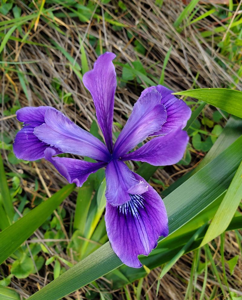 Douglas Iris Keeps Its Sword Like Leaves