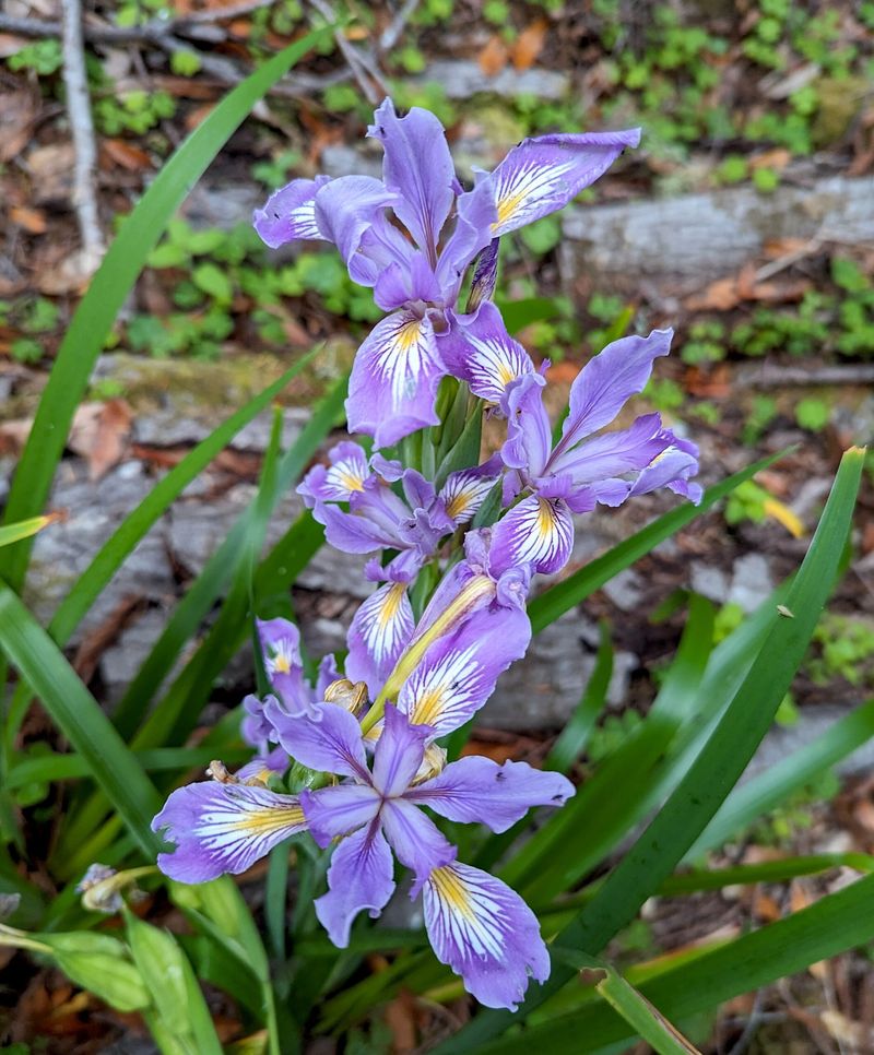 Douglas Iris Prefers Part Shade Clay