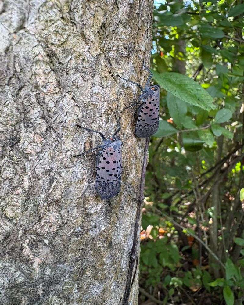 Dozens Of Eggs Can Hide Beneath One Mud Colored Patch