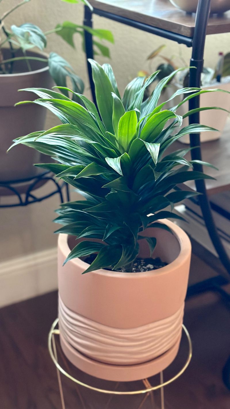 Dracaena 'Janet Craig' Dracaena 'Janet Craig'