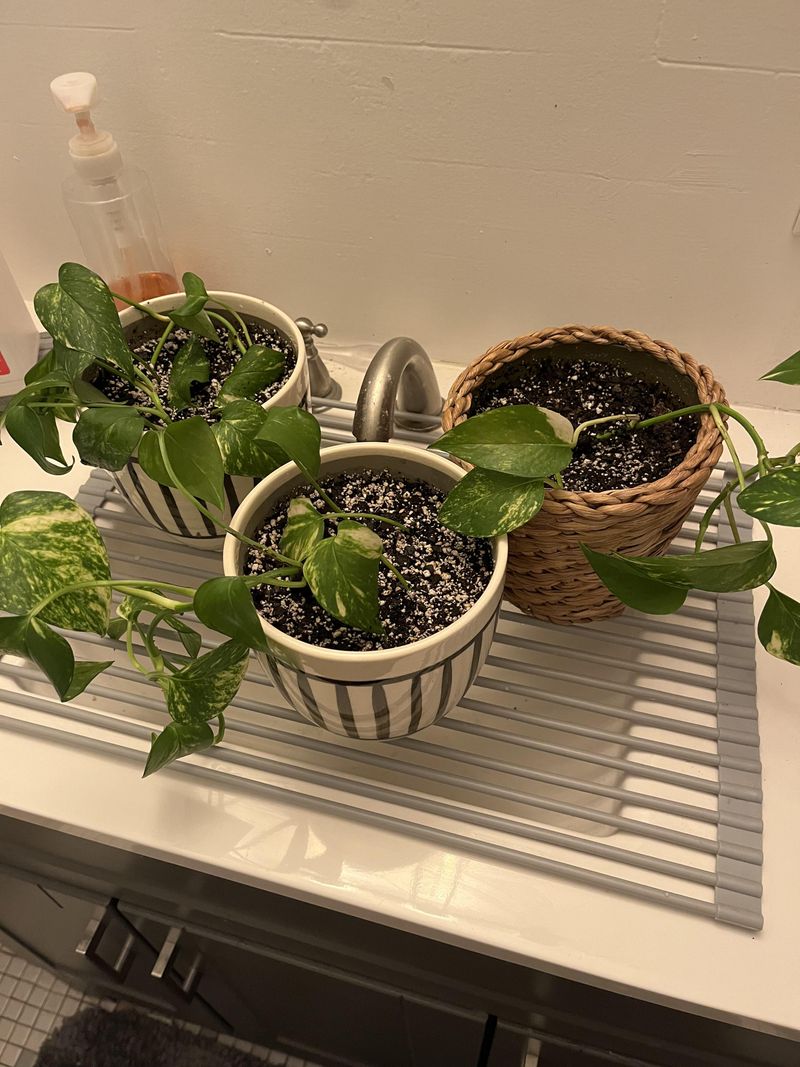 Drain Thoroughly Before Moving Plants Indoors Drain Thoroughly Before Moving Plants Indoors