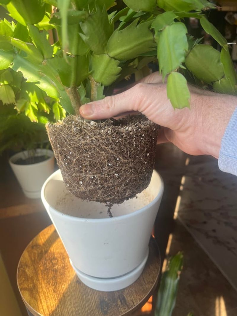 Drainage Holes Protect Against Rot Drainage Holes Protect Against Rot