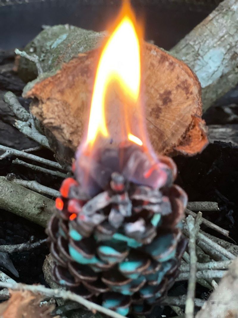 Dried Cones Make Excellent Fire Starters