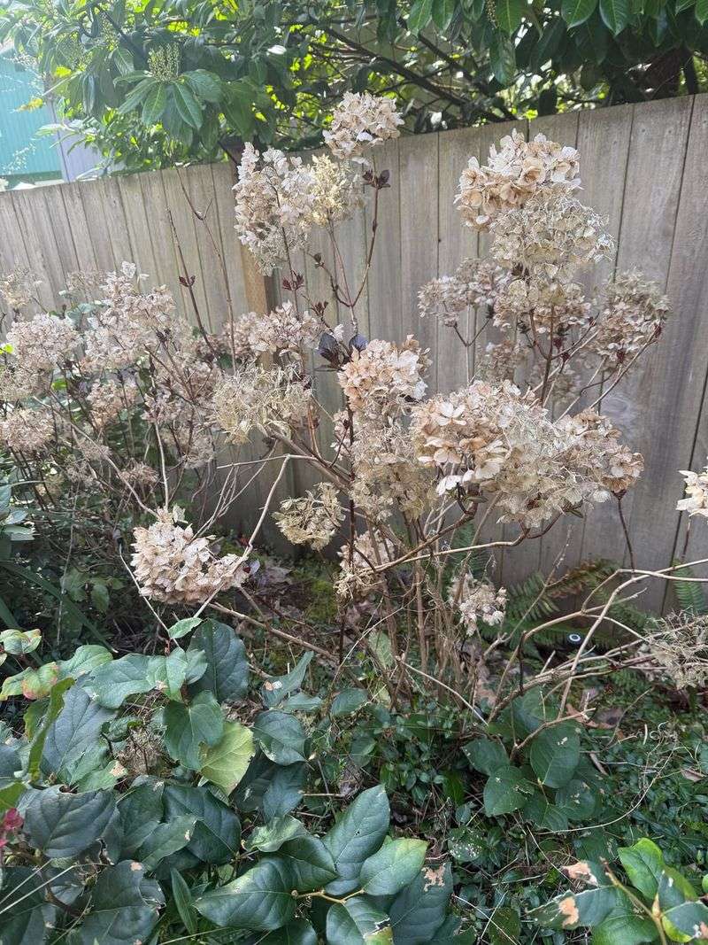 Dried Flower Heads Can Stay Through Winter Dried Flower Heads Can Stay Through Winter