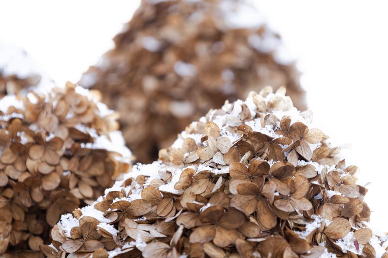 Dried Flower Heads Offer Winter Benefits