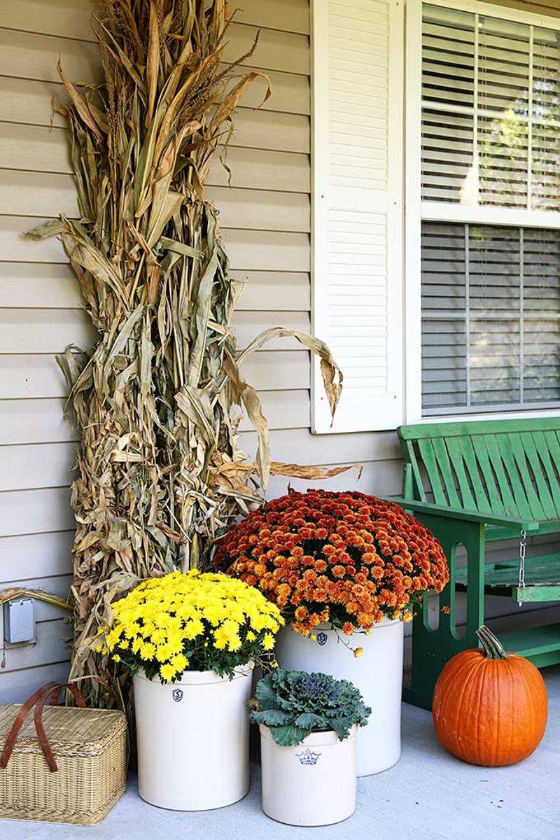 Dried Grasses And Corn Stalks Hold Their Shape Dried Grasses And Corn Stalks Hold Their Shape