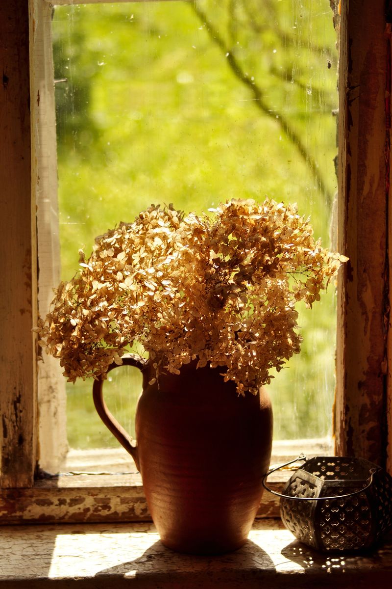 Dried Hydrangea Blooms With Vintage Charm Dried Hydrangea Blooms With Vintage Charm