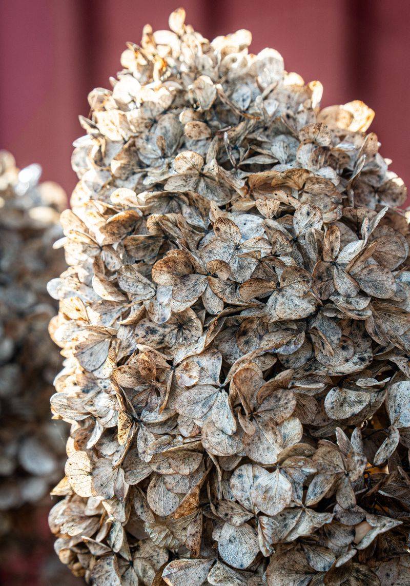 Dried Hydrangea Heads And Seed Heads Dried Hydrangea Heads And Seed Heads