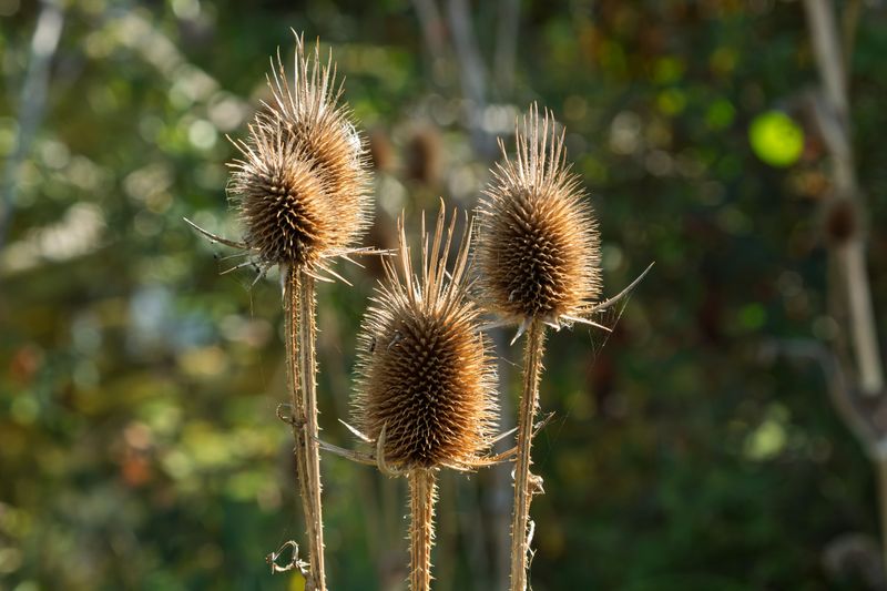 Dried Seed Heads Gathered From Your Perennial Beds