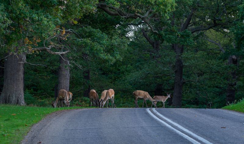 Drivers Need Extra Caution When Deer Cross Roads In Daylight