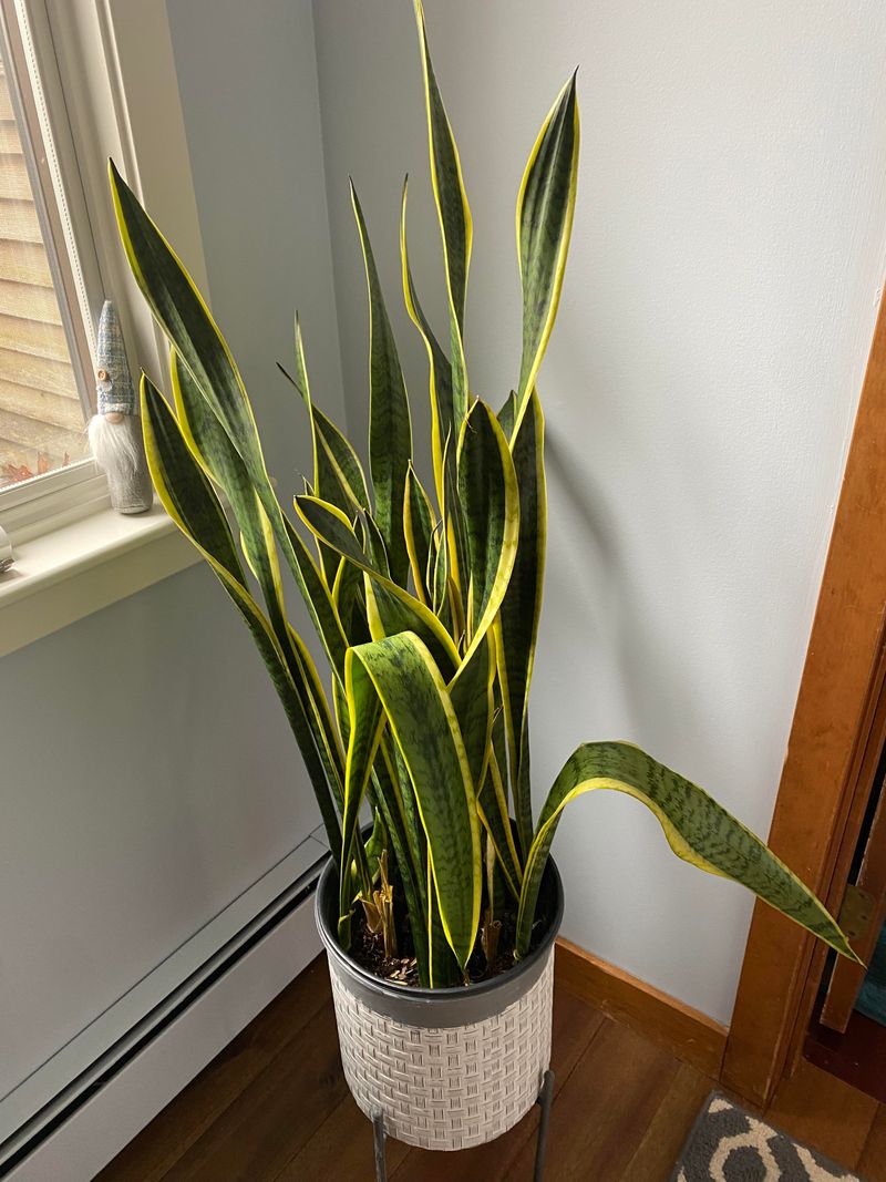 Drooping or Bending Leaves Drooping or Bending Leaves