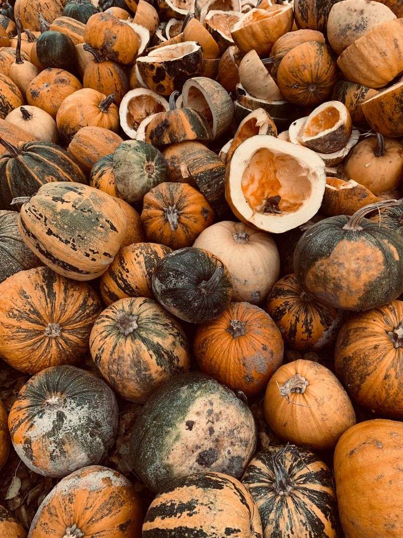 Drop Off Pumpkins At A Town Collection Site