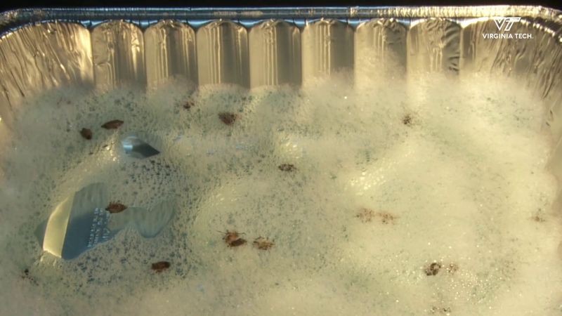 Drop Them Into Soapy Water