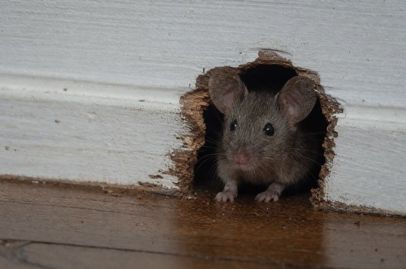 Droppings And Chewed Packages Confirm Who's Moved In