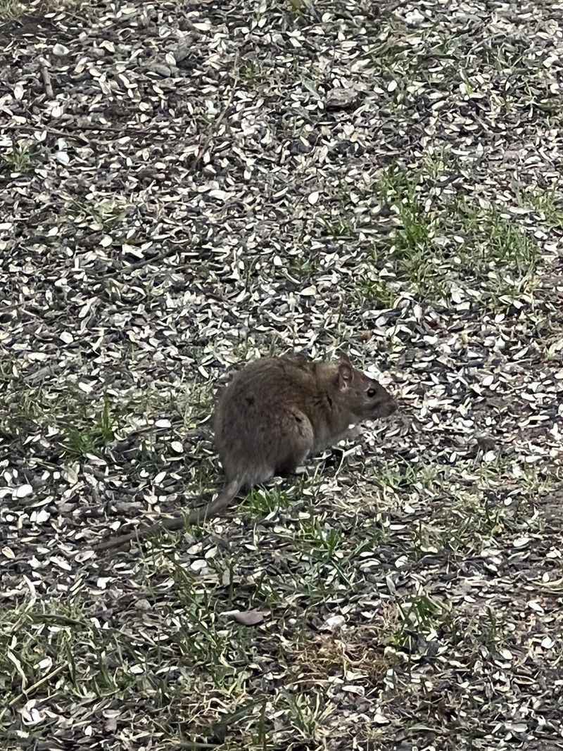 Droppings Near Food Sources Droppings Near Food Sources