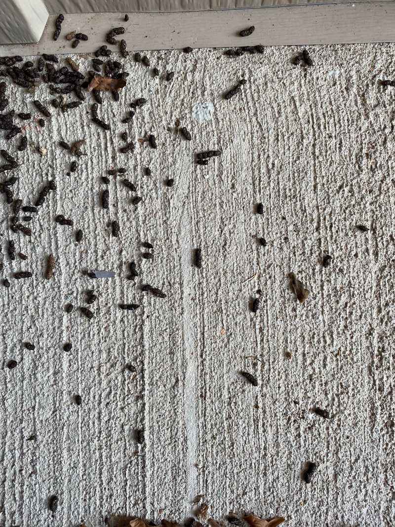 Droppings Show Up Along Fences And Walls Droppings Show Up Along Fences And Walls