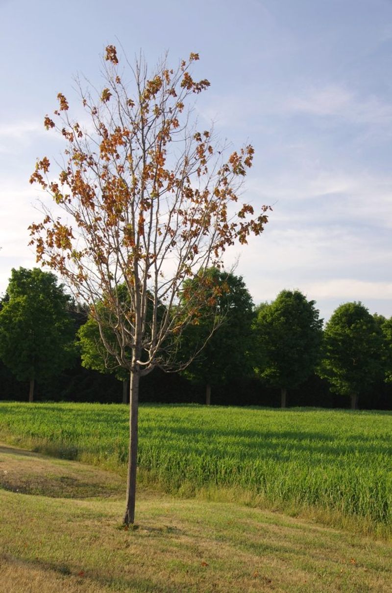 Drought Damage May Not Show Up Until Spring Drought Damage May Not Show Up Until Spring