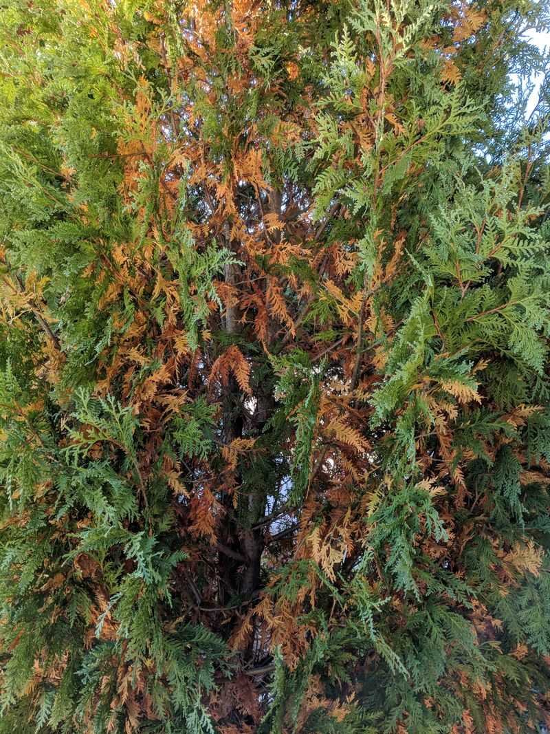 Drought Damage Often Shows Up Later