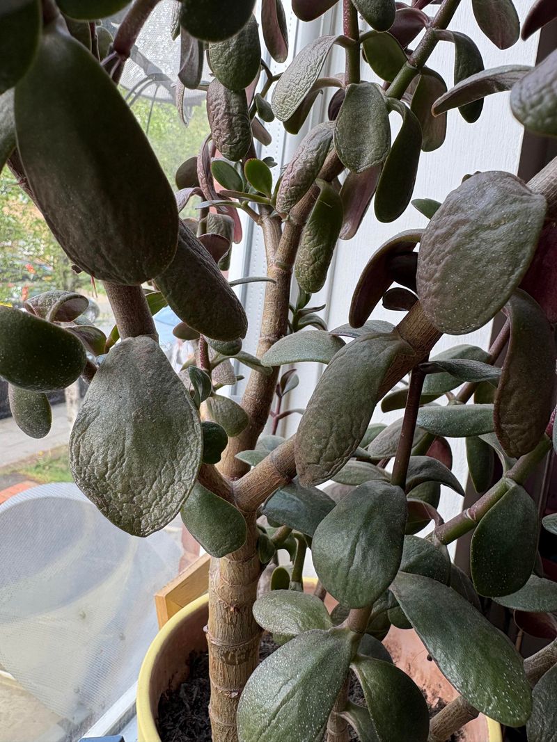 Drought Makes Leaves Shrivel And Drop Drought Makes Leaves Shrivel And Drop