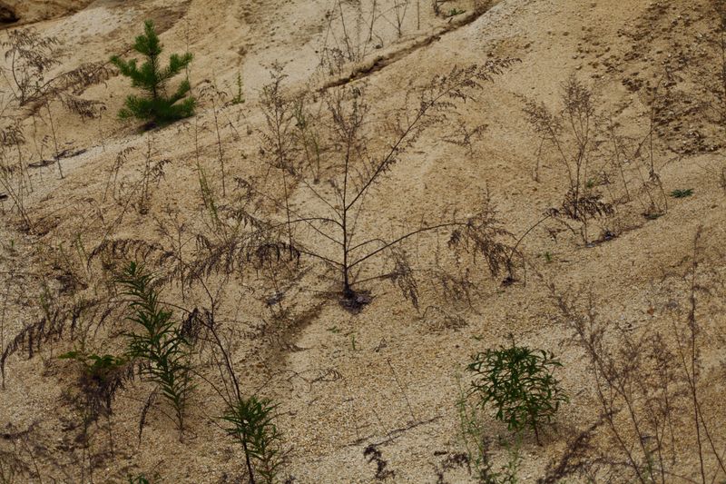 Drought Makes Sandy Soil Even Less Forgiving Drought Makes Sandy Soil Even Less Forgiving