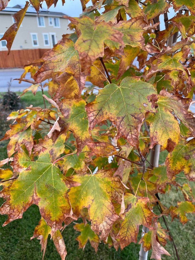 Drought Stress Can Disrupt The Usual Color Change Drought Stress Can Disrupt The Usual Color Change