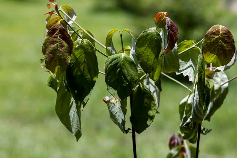 Drought Stress Cuts Next Spring's Bloom Drought Stress Cuts Next Spring's Bloom