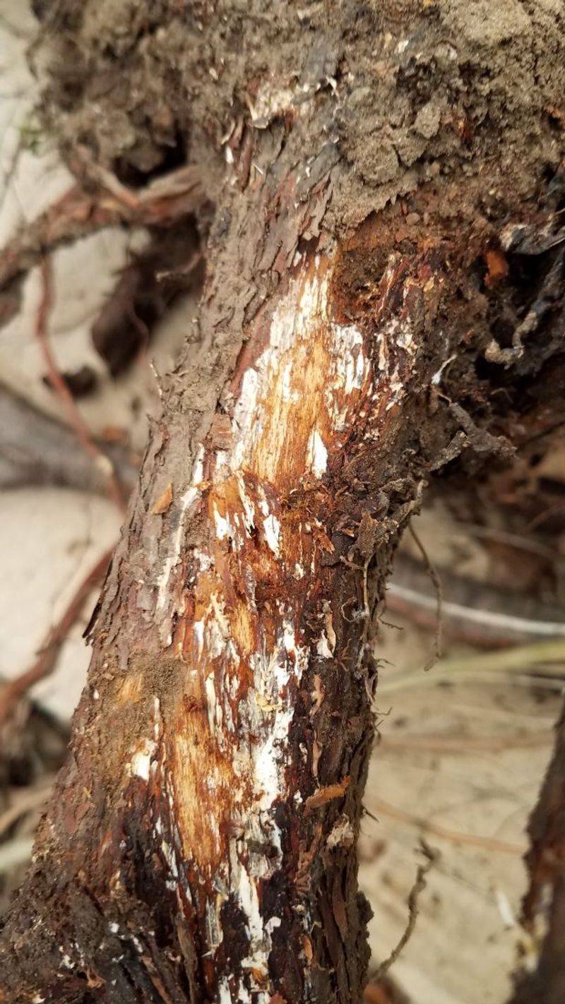 Drought-Stressed Or Injured Trees Face Greater Risk