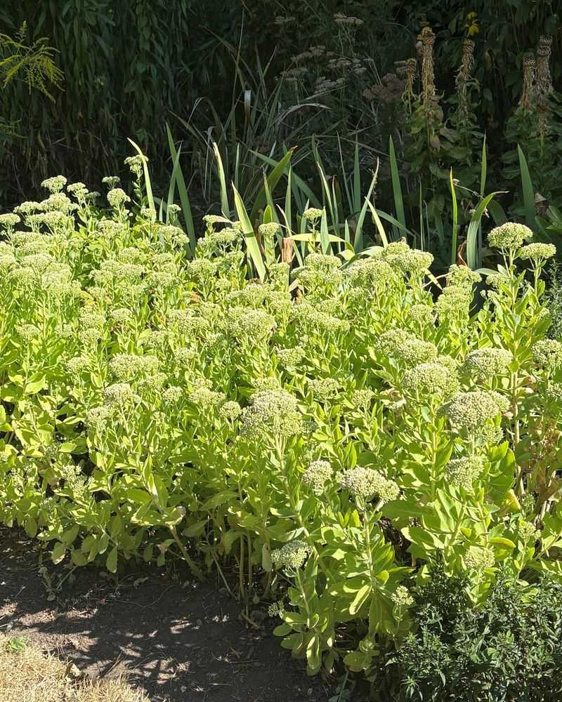 Drought-Stressed Plants Suffer The Most