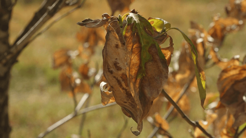 Drought Stressed Trees Drop Brown Leaves Early