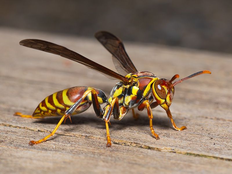 Drowsy Or Not, They Can Still Sting If Handled