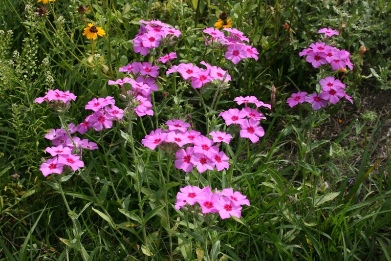 Drummond’s Phlox Brings Color From December Through March