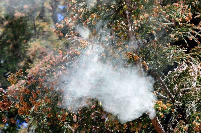 Dry Breezy Days Help Carry Pollen Off The Branches Dry Breezy Days Help Carry Pollen Off The Branches